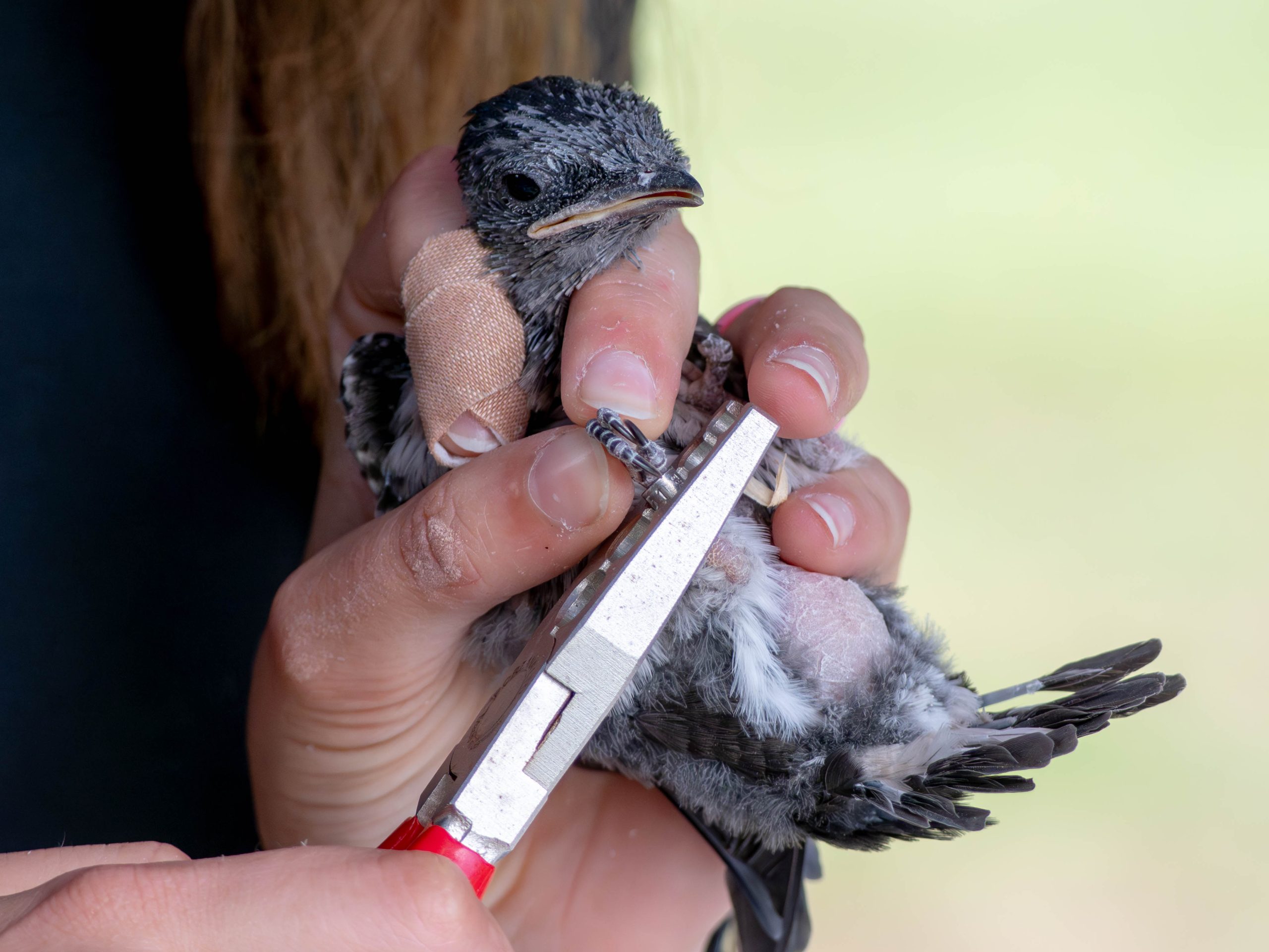  A purple martin nestling being banded. Photo by Jesse Holihan.