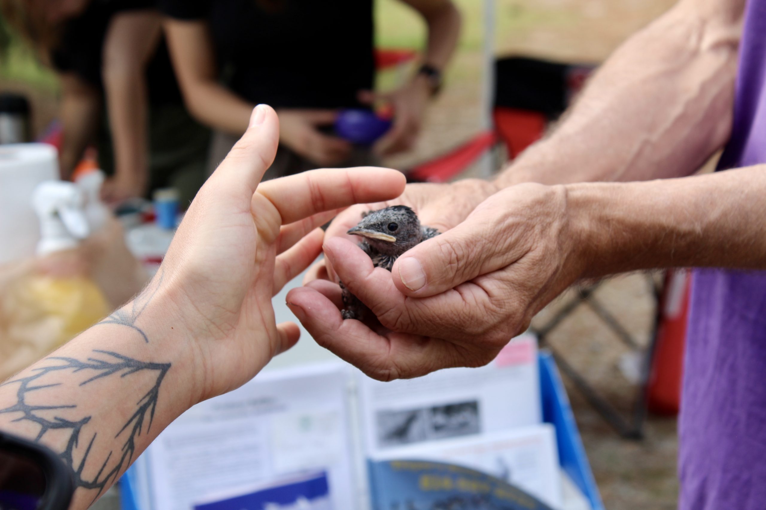 For Local Conservationists, Hopeful Signs of Payoff With Purple Martin Population